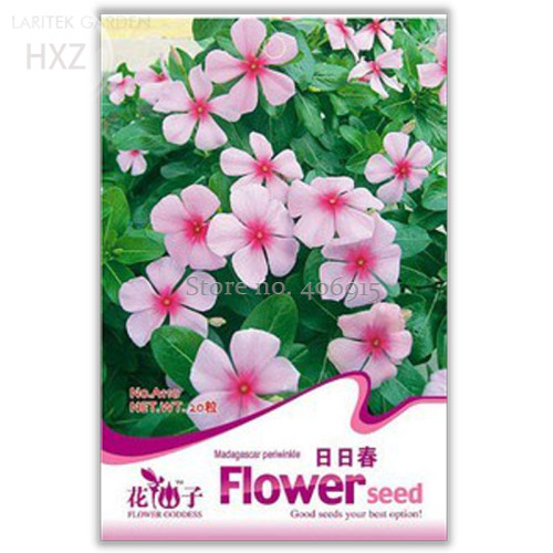 Beautiful Periwinkle Flowers Seeds, 20 seeds, easy to grow long beautiful flowers attract butterflies A110