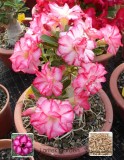 1 Professional Pack, 2 seeds / pack, Rosy Adenium Obesum Triple Amazing Desert Rose Flowers Seeds # LT652
