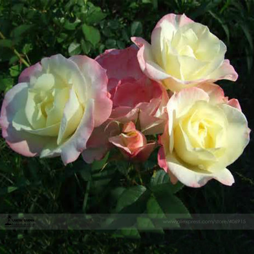 BELLFARM New Kathy Wade Hybrid Rose Shrub Bonsai Flowers, 50pcs/pack, heirloom fragrant flowers #A00211