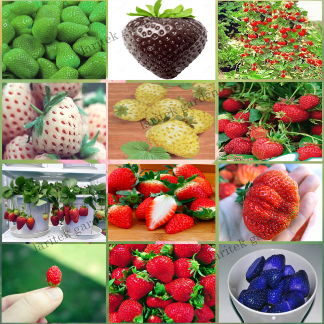 12 Packs Different Strawberry Seeds (Green, White, Black, Red, Blue, Giant, Mini, Bonsai, Normal Red, Pineberry)  E3508