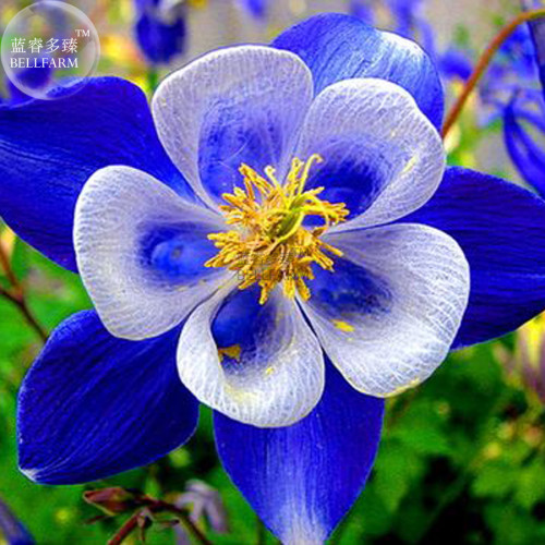 BELLFARM Rare Aquilegia Blue Columbine Perennial Flower Seeds, Professional Pack, 50 Seeds, Very Beautiful Garden Flower E3370