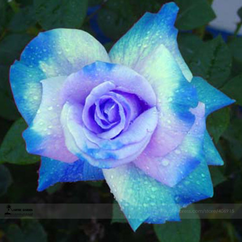 1 Professional Pack, approx 50 Seeds / Pack, The Rarest Rose Gorgeous Pretty Rose Shrub Plant Flower Seed #A00222