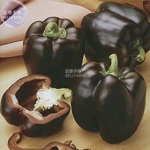 BELLFARM Black Sweet Pepper Seeds, 100 seeds, professional pack, organic bell pepper vegetables BD128H