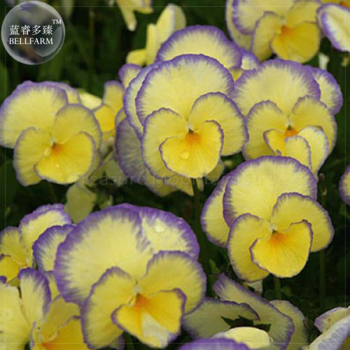 BELLFARM 30+ Horned Violet Double Yellow Petals with purple edge Seeds, Professional Pack, perennial plants BD006H