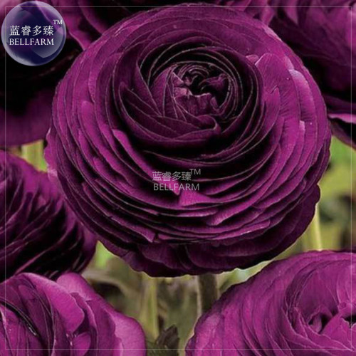 BELLFARM Ranunculus Rare Purple Perennial Flower Seeds, 20 seeds, heirloom buttercup home garden big blooms flowers E4342U
