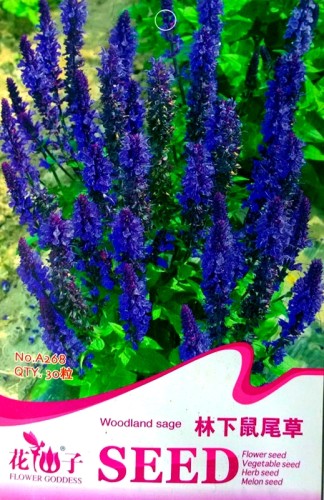 Blue Woodland Sage Perennial Flower Seeds, Original Pack, 30 Seeds / Pack, Salvia Officinalis A268