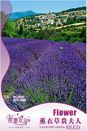 10 Original Packs, 25 seeds / pack, Fresh Perennial Flowering Medicinal Herb Lavender Seeds ''Munstead'' Fragrant