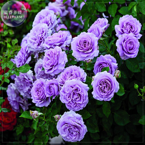 'Pu bu' Purple Big Blooms Climbing Rose Seeds, Professional Pack, 50 seeds, light fragrant compact flowers E4069