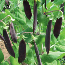 Rare Heirloom Black Big Pea, 5 seeds, delicious healthy nutritious vegetables E3602