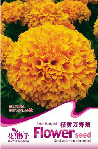 1 Original Pack, 40 seeds / pack, Orange African Marigold French Marigold Herbs Tagetes Erecta Flower Seeds #A004