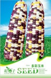 10 Original Pack, 10 Seeds / Pack, Colorful Glutinous Maize Corn Seeds for Family Pack, Heirloom NON-gmo Organic Tasty Crops