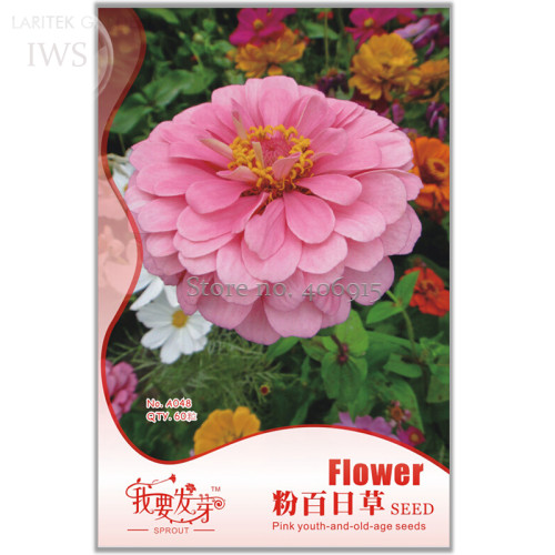 Pink Beautiful Zinnia Seeds, Original Pack, 60 seeds, attract butterflies light up your garden IWSA048