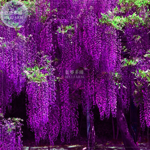 BELLFARM Deep Purple & Rose Red Wisteria Bonsai Flowers, 100pcsseeds/pack, home garden bonsai fragrant ornamental plants