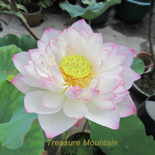 1 Professional Pack, 1 seed / pack, Nelumbo Nucifera China Beautiful Lotus Pad Flower Pond Seeds #NF166