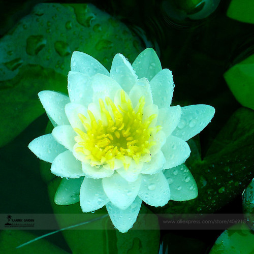 1 Professional Pack, 1 seed / pack, Nelumbo Nucifera Dark Blue Lotus Flowers New Variety #A00179
