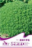 Super Small Thin Leaf Basil Herb 'Fine Minette' Organic Seeds, Original Pack, 30 Seeds / Pack, Annual Ocimun Gralissimum D047
