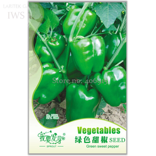 Heirloom Organic Green Bell Sweet Pepper Seeds, Original Pack, 40 seeds, organic vegetable garden courtyard IWSD222S