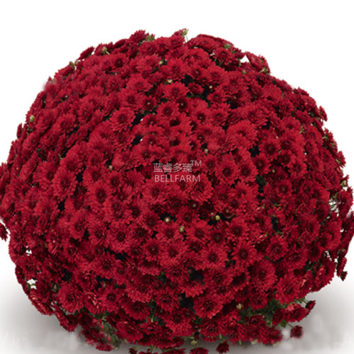 BELLFARM Dendranthema Grandiflorum Rare Flower Seeds, 250 seeds, dark red ball ground-cover chrysanthemum