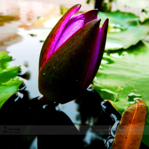 1 Professional Pack, 1 seed / pack, Purple Water Lily Pond Bud Flower Seed #E3487