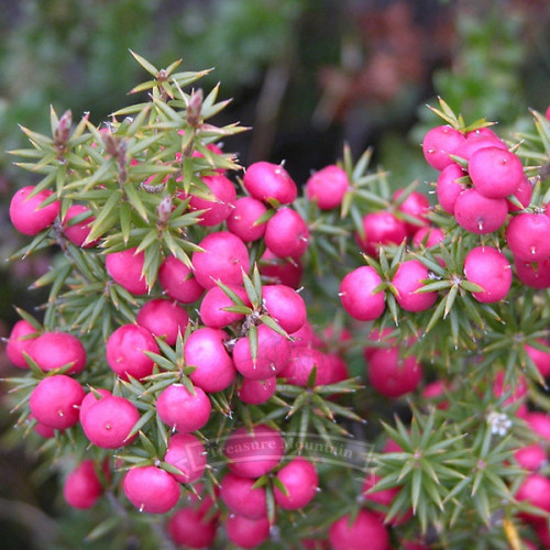 1 Professional pack, 40 seeds / pack, Heirloom Pink Mountain Berry, Sweet Lemon Flavoured Berry