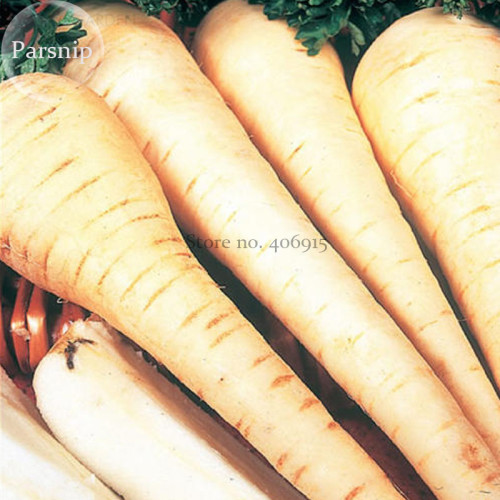 White Gem Parsnip Carrot  Vegetables, 100 seeds, organic edible vegetables E3735
