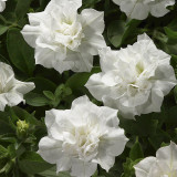 Blanket Double White Petunia Seeds 200pcs hybrid