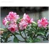 Small 'Carnation' Typed Adenium Obesum Desert Rose Seeds, Professional Pack, 2 Seeds, double petals white pink petals