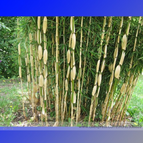 Heirloom Clumping Bamboo Seeds, Professional Pack, 30 Seeds / Pack, Dendrocalamus Membranaceus Courtyard Plants