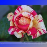 Rare 'Fireball' Rose Shrub Perennial Garden Flower Seeds, Professional Pack, 20 Seeds / Pack, Light Fragrant Flower #NF899