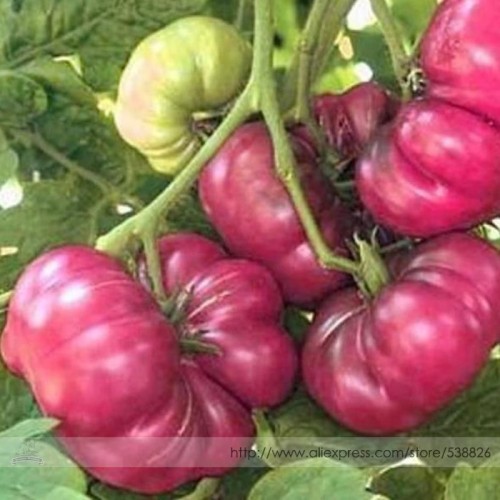 Purple Calabash Tomato Seeds, Professional Pack, 100 Seeds / Pack, A Beautiful Odd Shaped Tomato Tastes Delicious #TS024