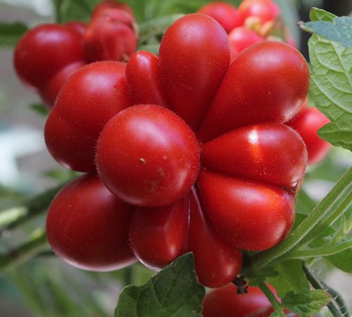 Unusual Rare Heirloom Reisetomate Tomato Seeds 100pcs