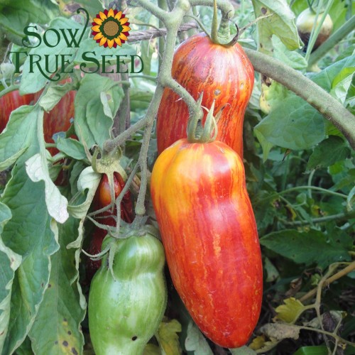 Speckled Roman Organic Heirloom Tomato Seeds