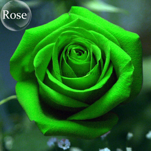 Heirloom Elegant Big Blooming Green Rose Shrub, 50 seeds, light fragrant flowers E3761