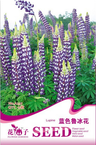 Blue Lupinus Perennial Flowering Plant Seeds, Original Pack, 15 Seeds / Pack, Lupine Flowers A237