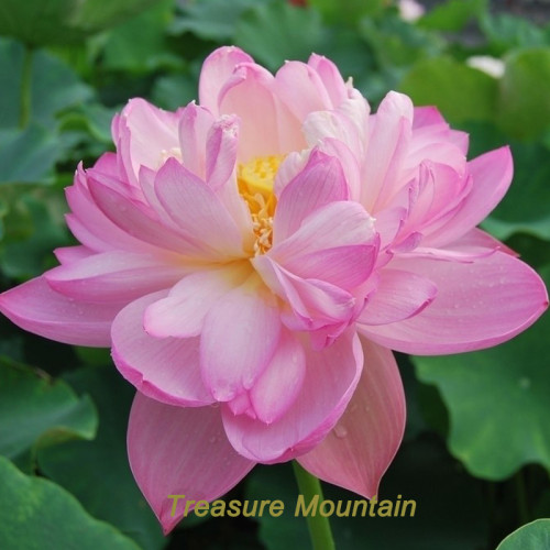 1 Professional Pack, 1 seed / pack, Nymphaea Eldorado Asian Pink Lotus Pad Flower Pond Seeds #NF165