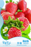 Large-sized Bright Red Cream Red Strawberry Seeds, Original Pack, 60 Seeds / Pack, Sweet Hardy Fruit E3294
