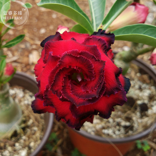 'Great Fortunes' Adenium Desert Rose, 2 Seeds, dark red spiral petals with black edge double flowers big blooms E4010