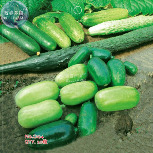 BELLFARM Cucumber Mixed Mini Small Medium Large Vegetable Seeds, 20 seeds, original pack, organic heirloom home garden