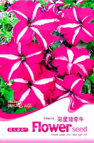 Rose Red Garden Petunia with White Stripe Annual Flower Seeds, Original Pack, 50 Seeds / Pack A045