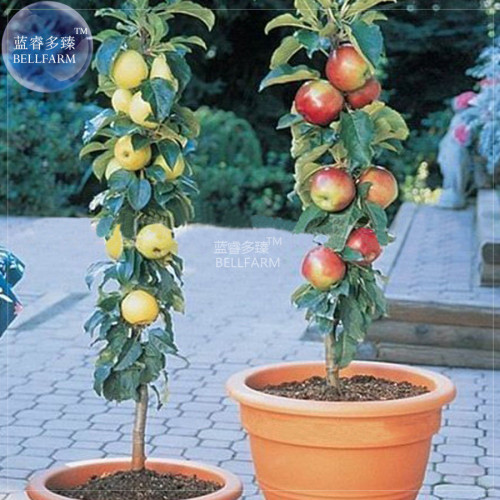 BELLFARM Apple Bonsai Yellow Red Mixed Tree Seeds, 10 seeds, professional pack, giant fruits sweet tasty