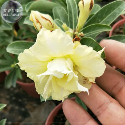 BELLFARM Whitish Yellow Adenium Big Blooms Bonsai Flowers, 6pcs 'Seeds' Heirloom Rare Garden Desert Rose 3-layer Petals