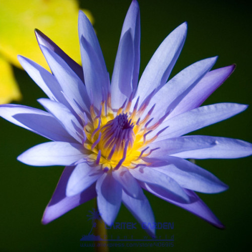 1 Professional Pack, 1 seeds / pack, Purple Lotus Flowers Purple Water Lily Nymphaea Caerulea #A00146