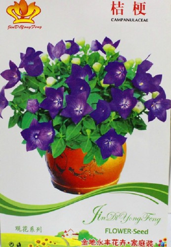10 Packs Bonsai Purple Platycodon Grandiflorum Seeds, Perennial Herbs, Balloonflower Flower Seeds