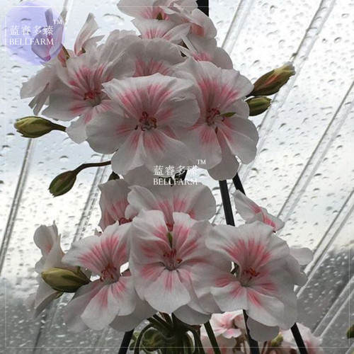 BELLFARM Geranium Bonsai Purely White to Light Pink Single Petals Plant*Seeds(no soil), 10pcs/pack, big blooms home garden