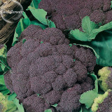 Italian Black Cauliflower Di Sicilia Violetto Vegetables, 100 seeds, organic edible vegetables E3749