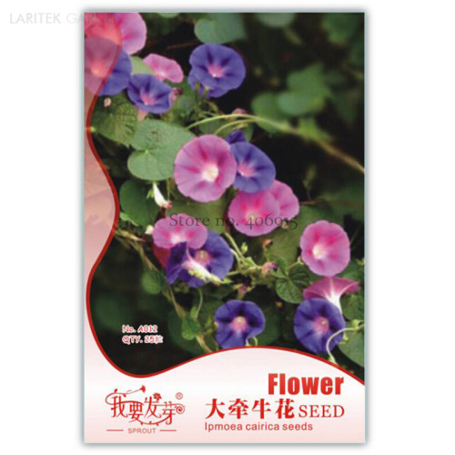 Heirloom Pink Light Purple Mixed Morning Glory Flowers, Original Pack, 25 Seeds, ornamental climbing plants for garden IWSA012