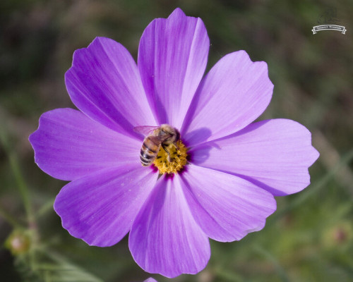 20 Heirloom Big Blooming Purple Cosmos Flower Seeds