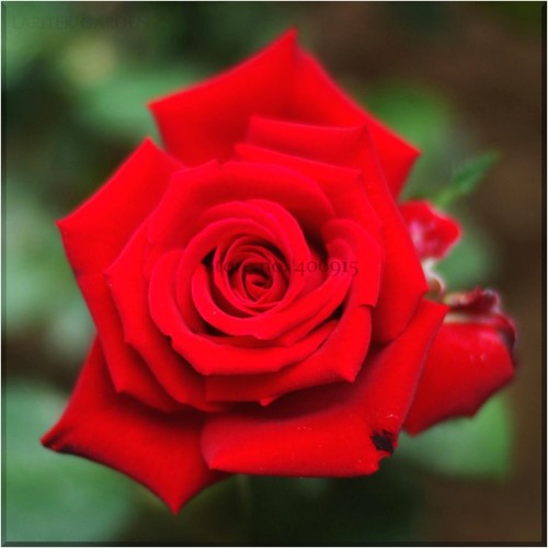 Heirloom Fresh Red Chinese Rose Flower Seeds, Professional Pack, 20 Seeds, strong fragrant rare flowers E3544