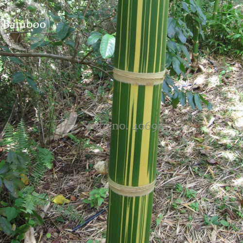 Dendrocalamus latiflorus Tawian Giant Bamboo, 30 seeds, green body with yellow strip E3882