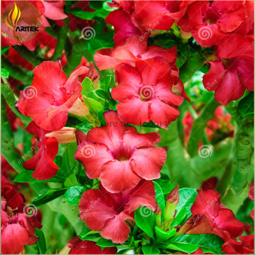 'Qunju' Fresh Red Cluster of Desert Rose, Professional Pack, 2 Seeds, middle single flowers adenium obesum E3504